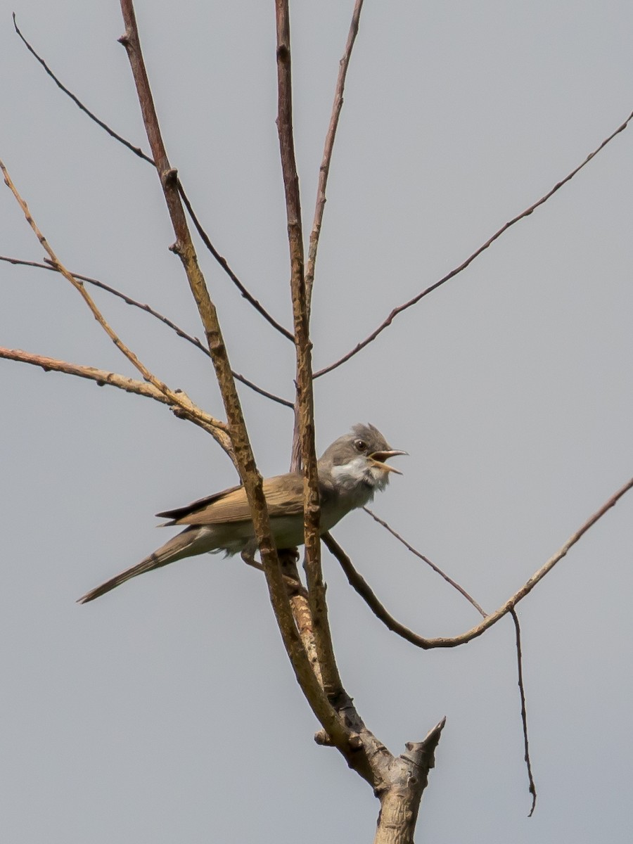 Greater Whitethroat - ML573870671