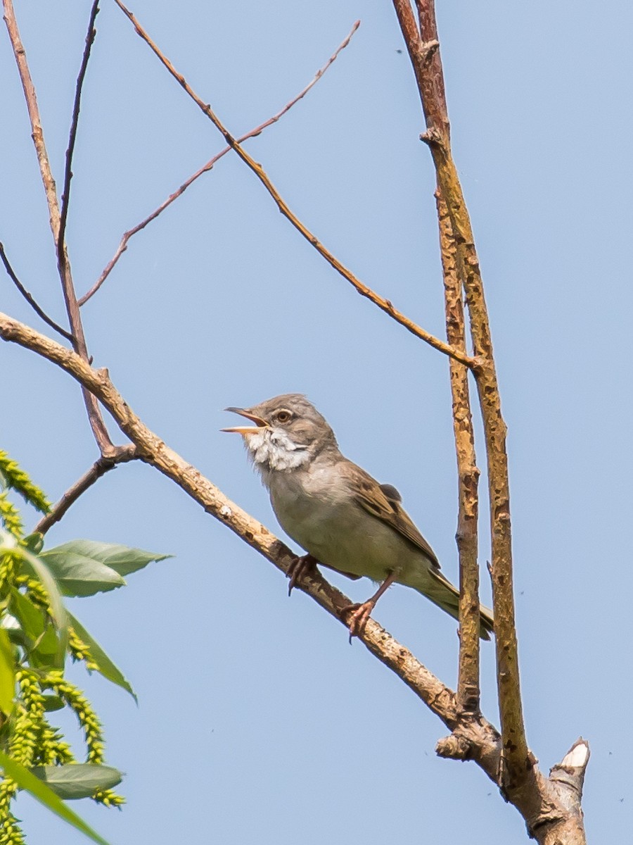 Greater Whitethroat - ML573870681
