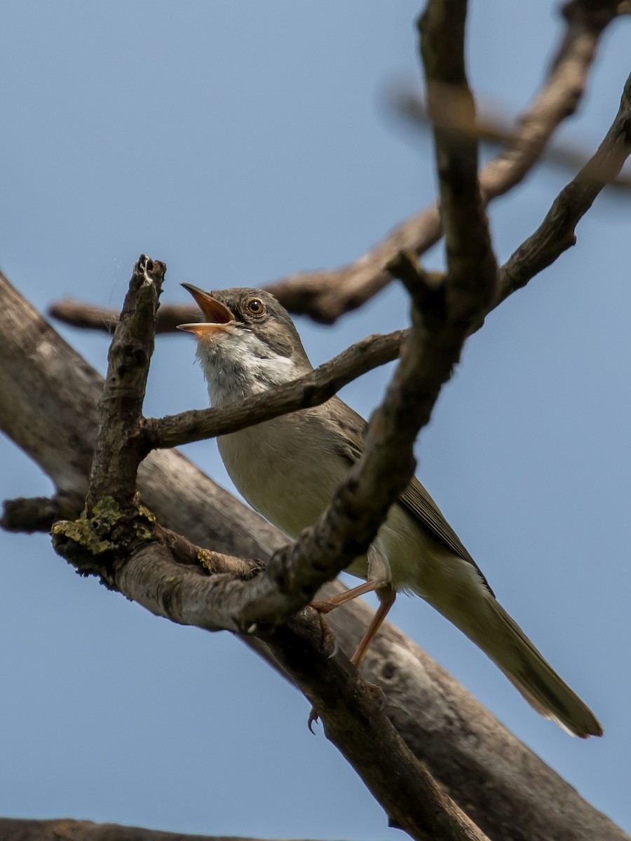 Greater Whitethroat - ML573870691
