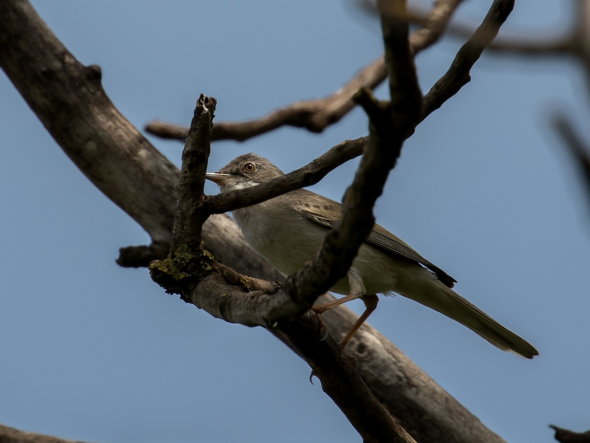 Greater Whitethroat - ML573870701