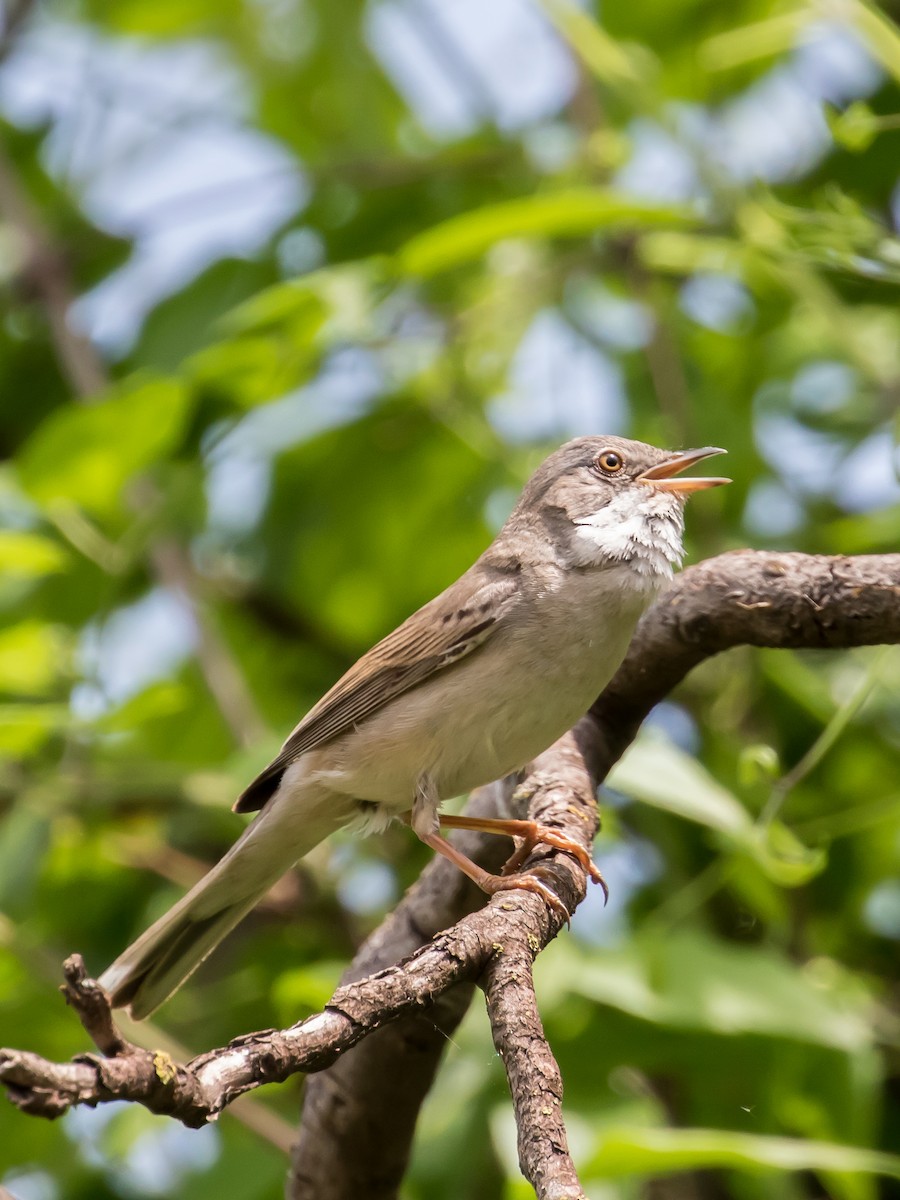 Greater Whitethroat - ML573870711