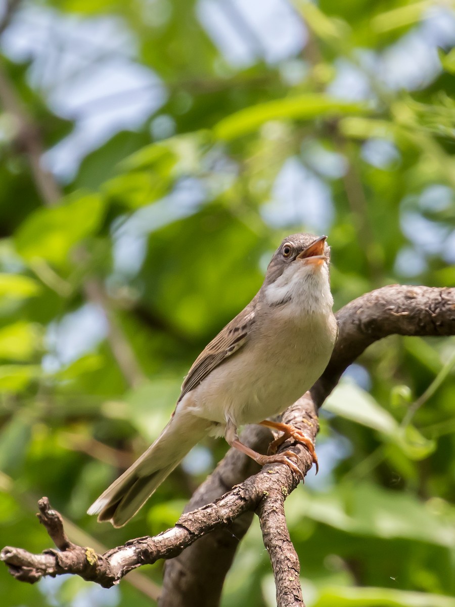 Greater Whitethroat - ML573870721
