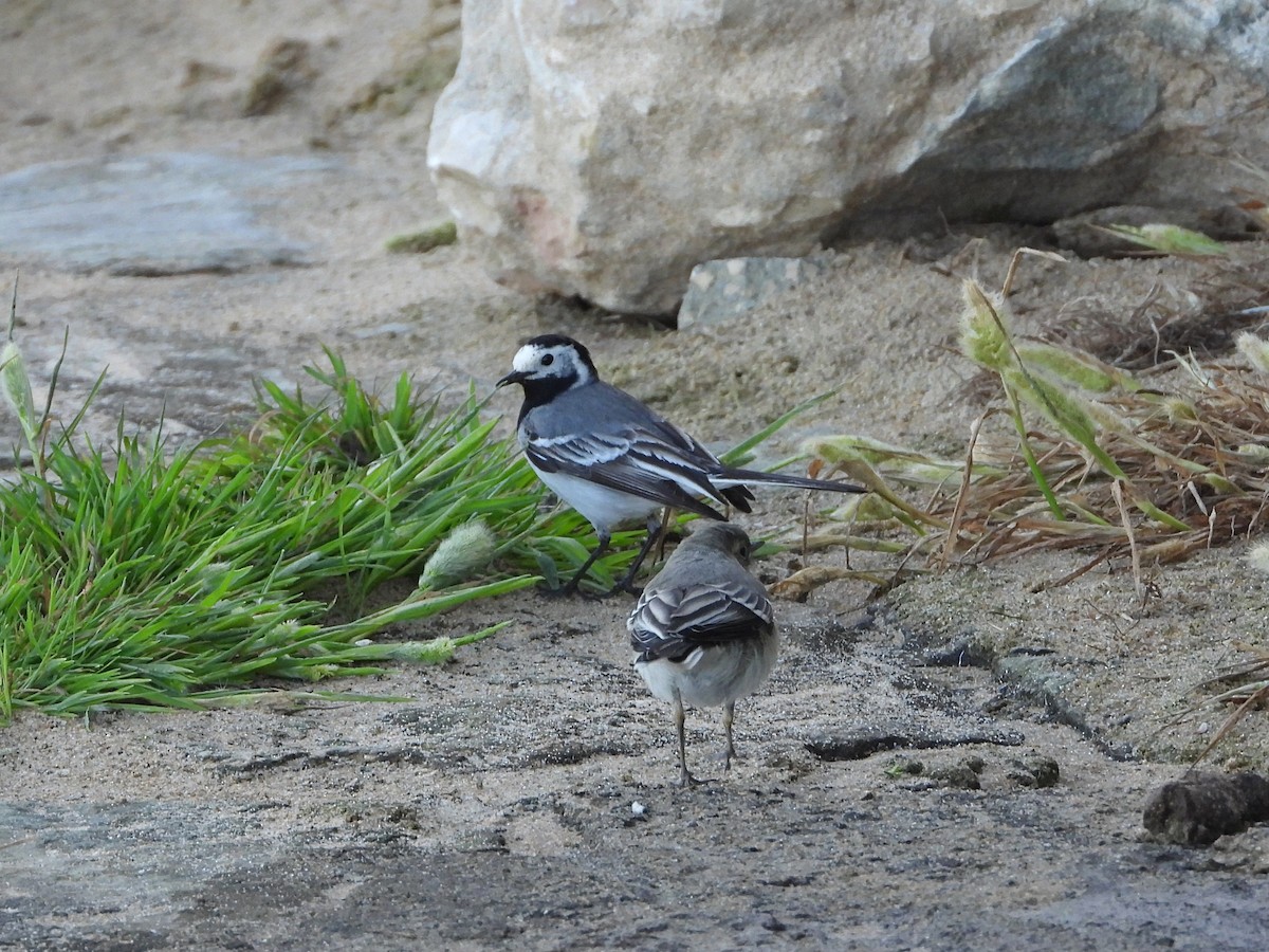 White Wagtail - ML573870931