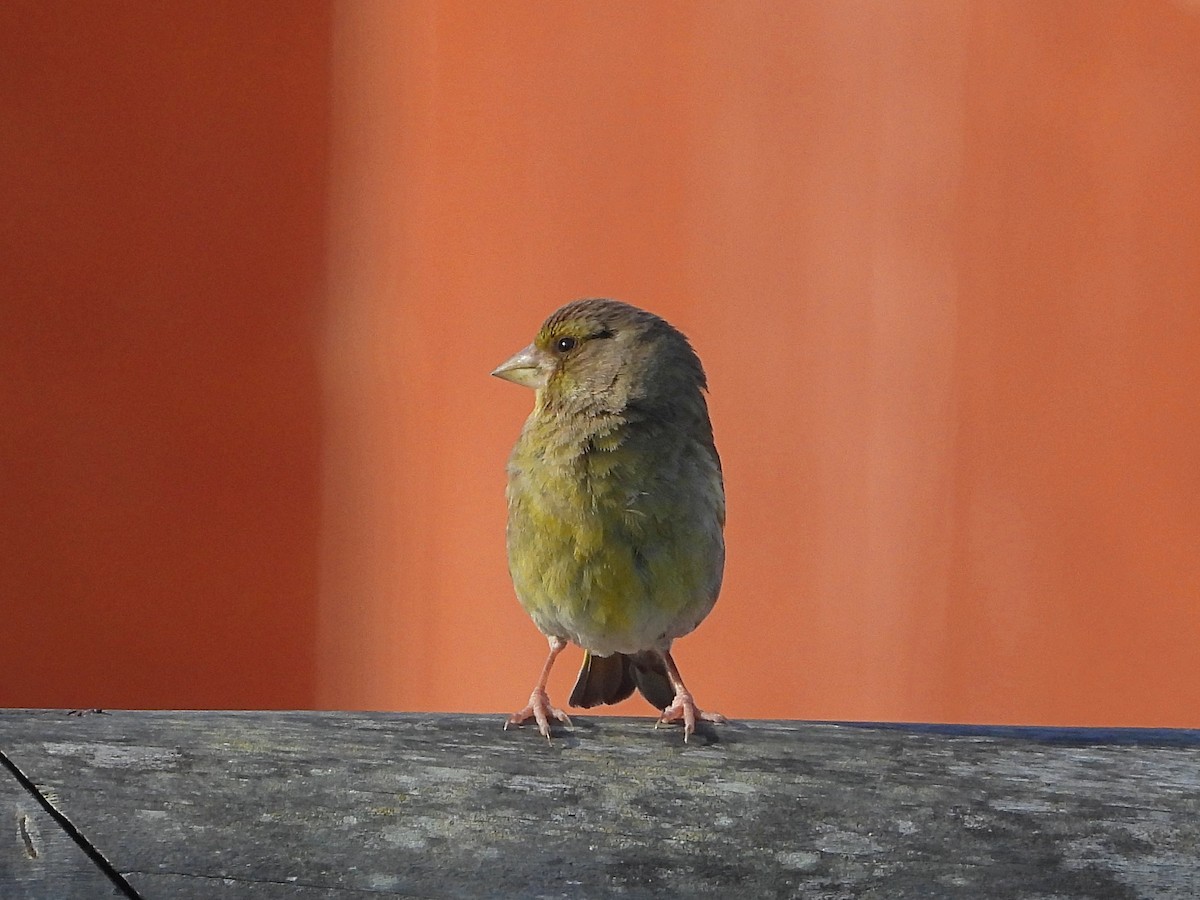 European Greenfinch - ML573870951