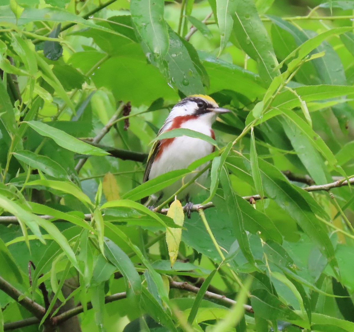 Chestnut-sided Warbler - ML573871171