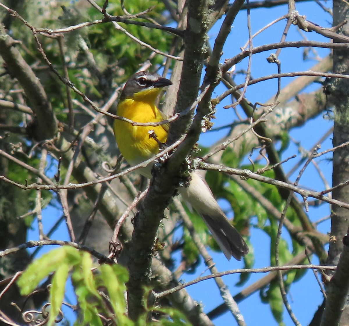 Yellow-breasted Chat - ML573871661