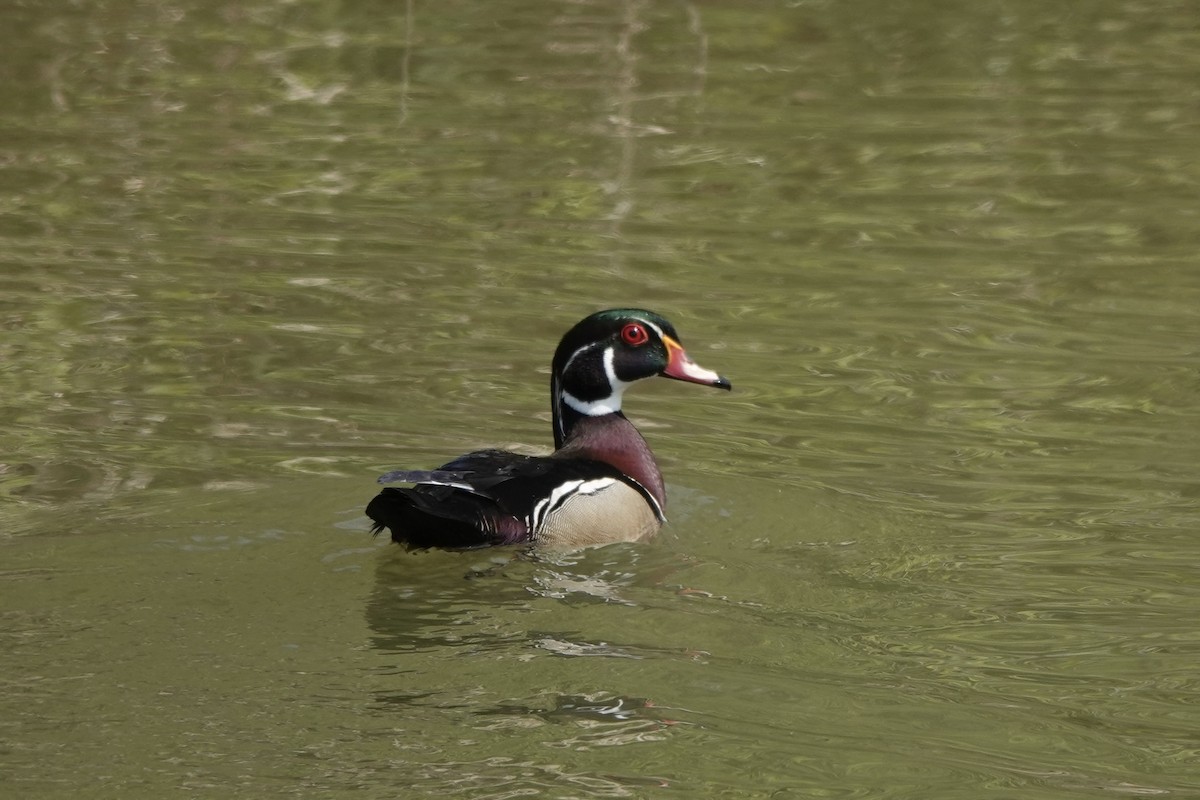 Wood Duck - ML573873691