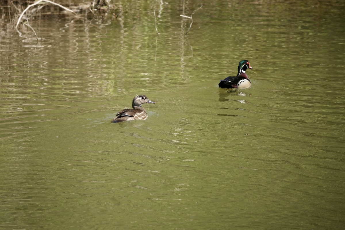 Wood Duck - ML573873701