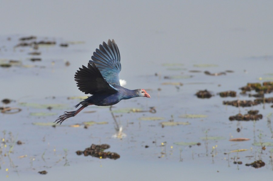 Gray-headed Swamphen - Kalle Rainio