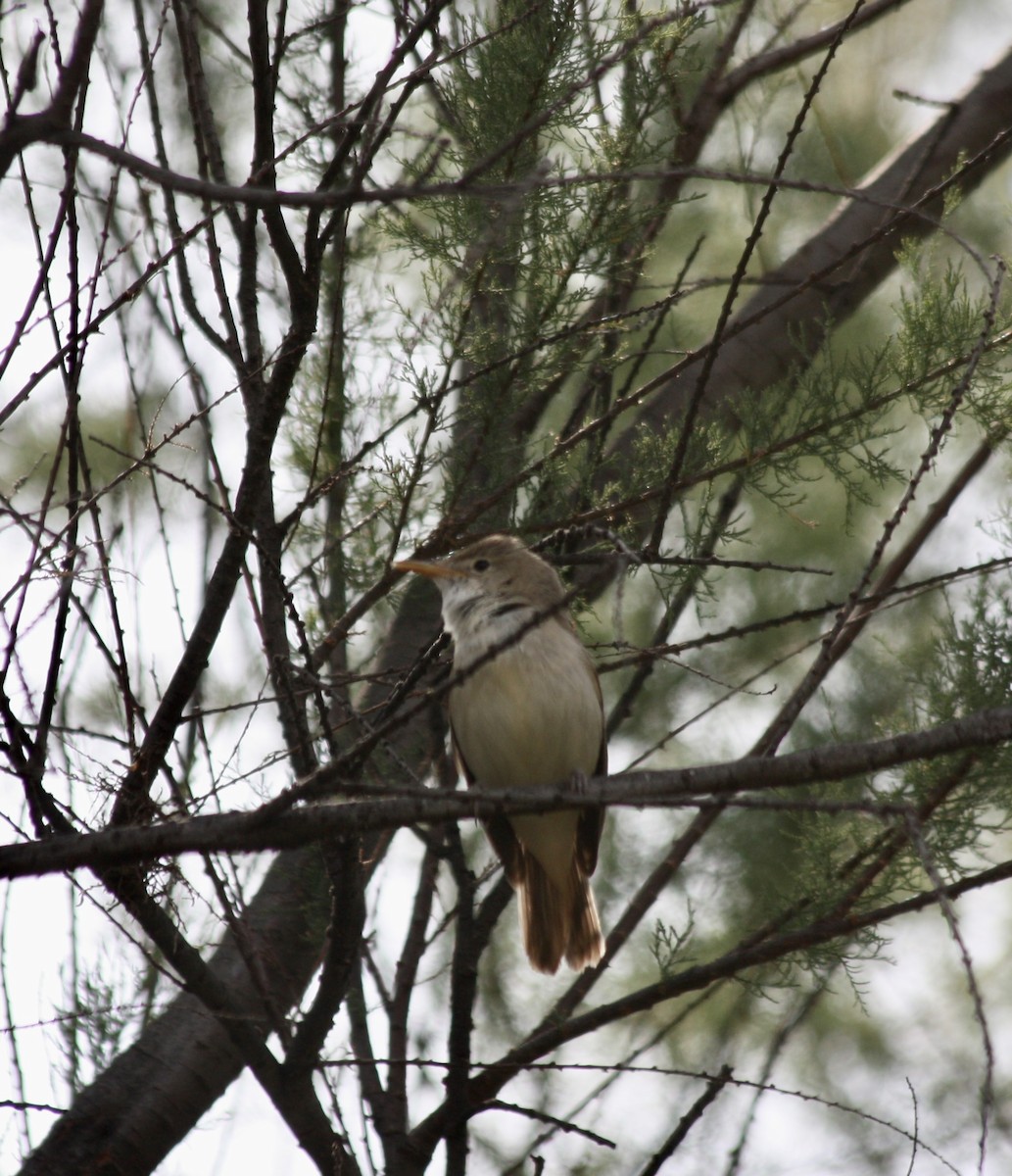 Western Olivaceous Warbler - Mark Simmonds