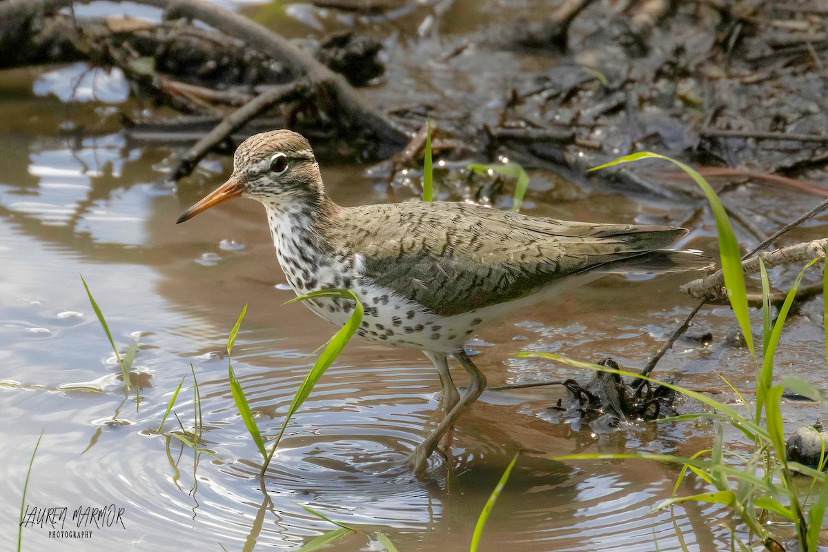 Spotted Sandpiper - ML573877831