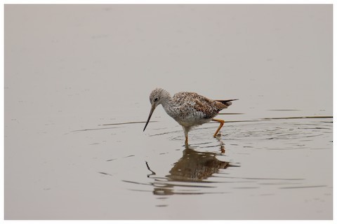 Greater Yellowlegs - Raúl Irarrazabal Rojas