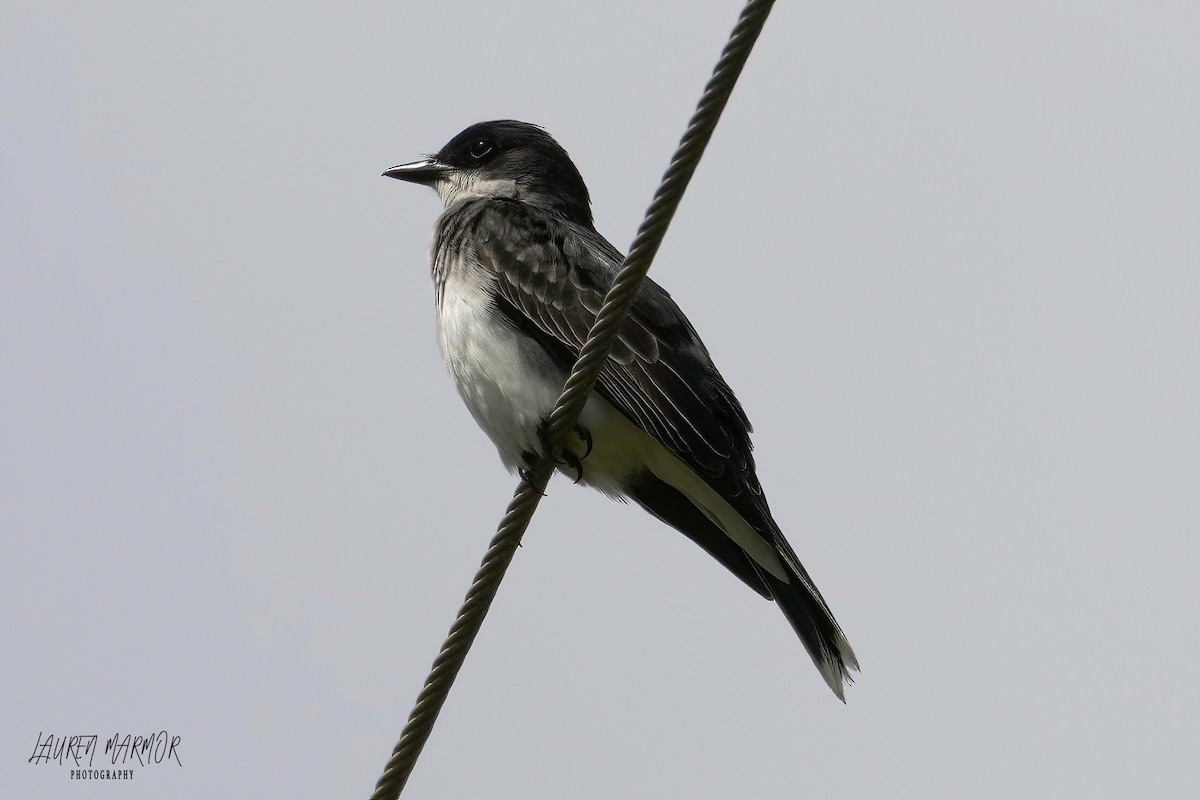Eastern Kingbird - ML573877981