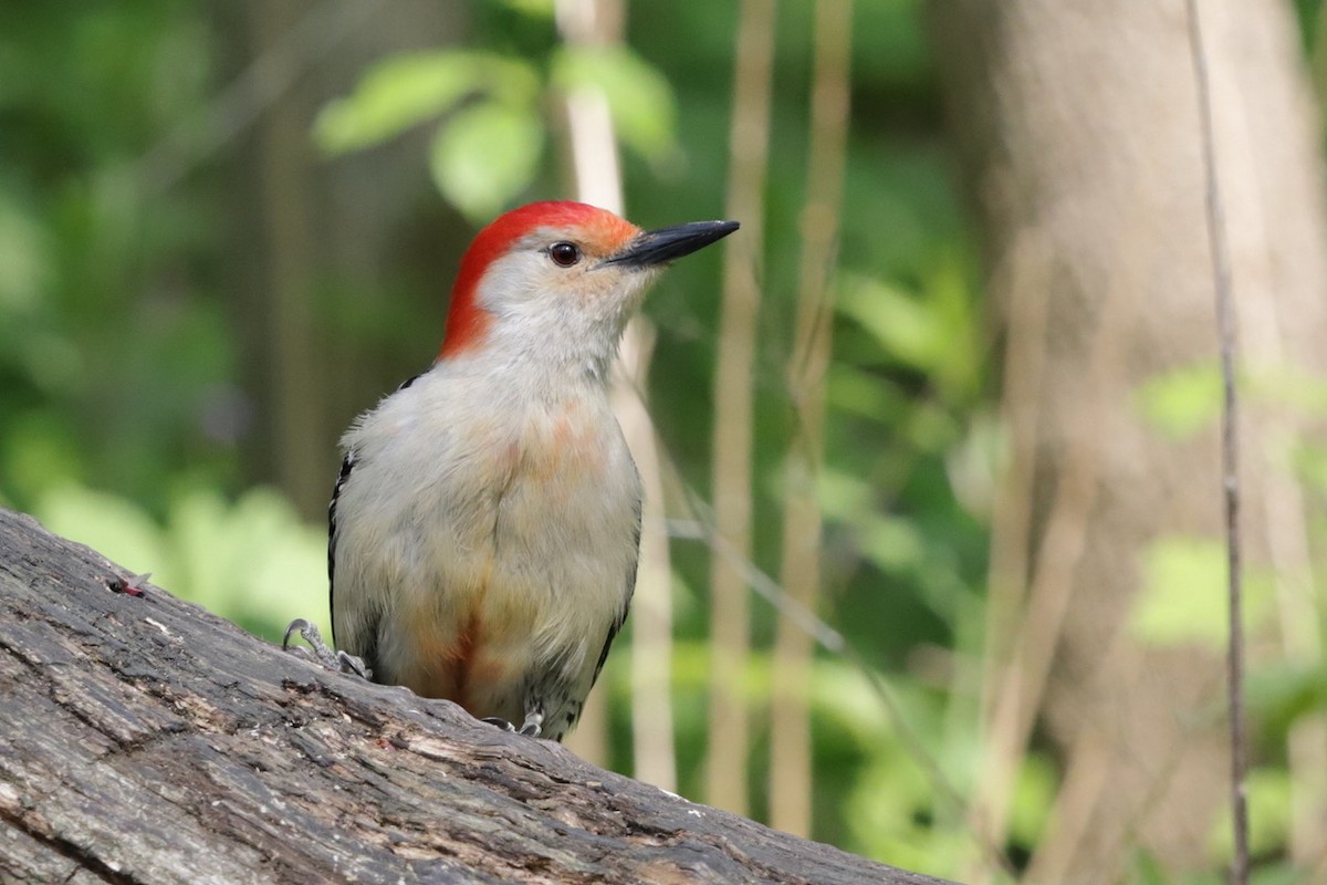 Red-bellied Woodpecker - ML573878071