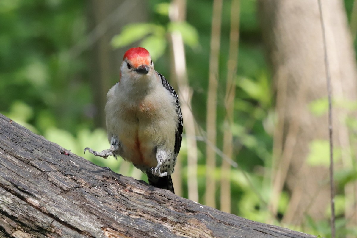 Red-bellied Woodpecker - ML573878081