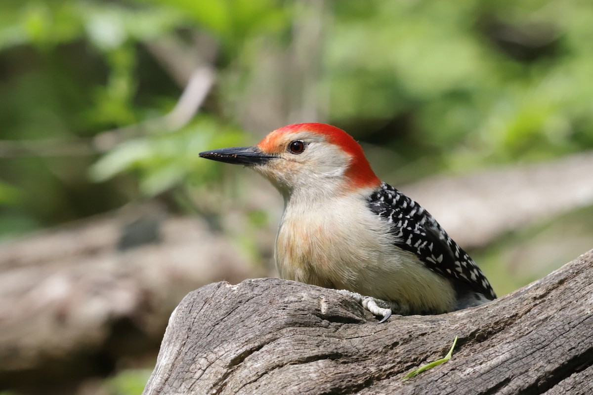 Red-bellied Woodpecker - ML573878101