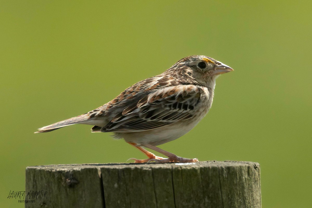 Grasshopper Sparrow - ML573878211