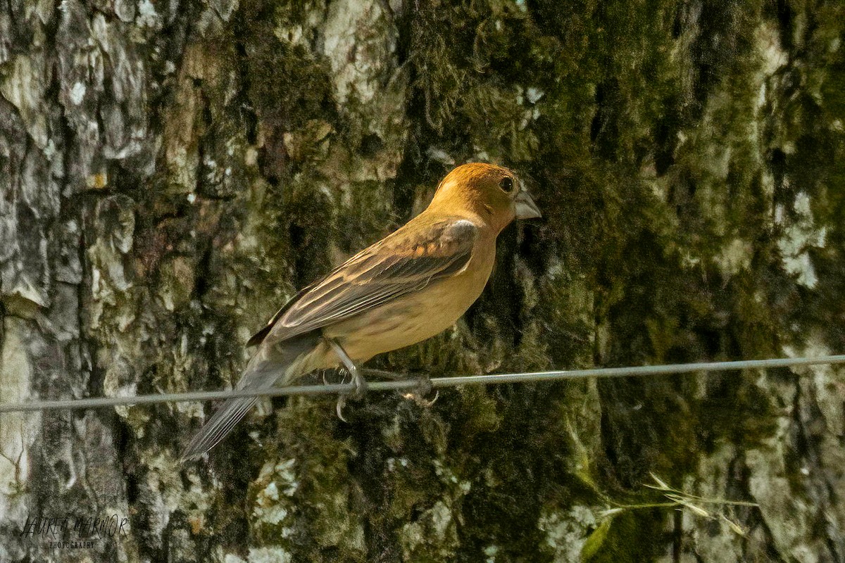 Blue Grosbeak - ML573878381