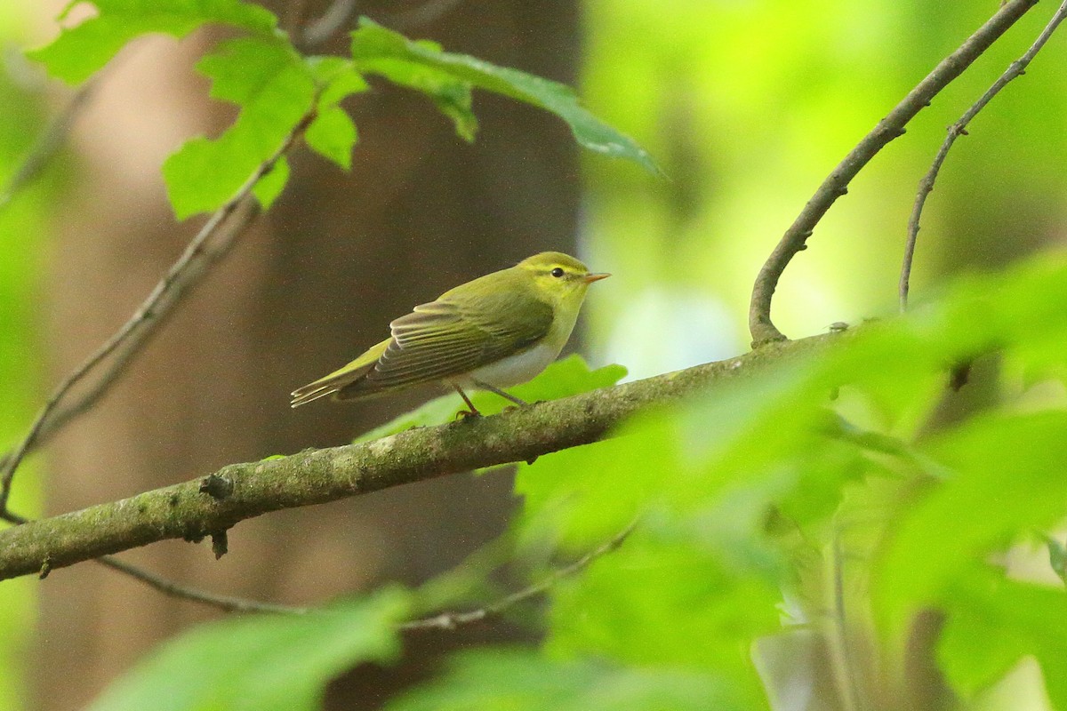 Wood Warbler - ML573878501