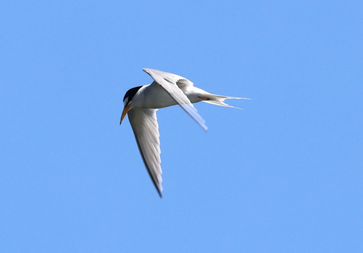 Least Tern - ML573880501