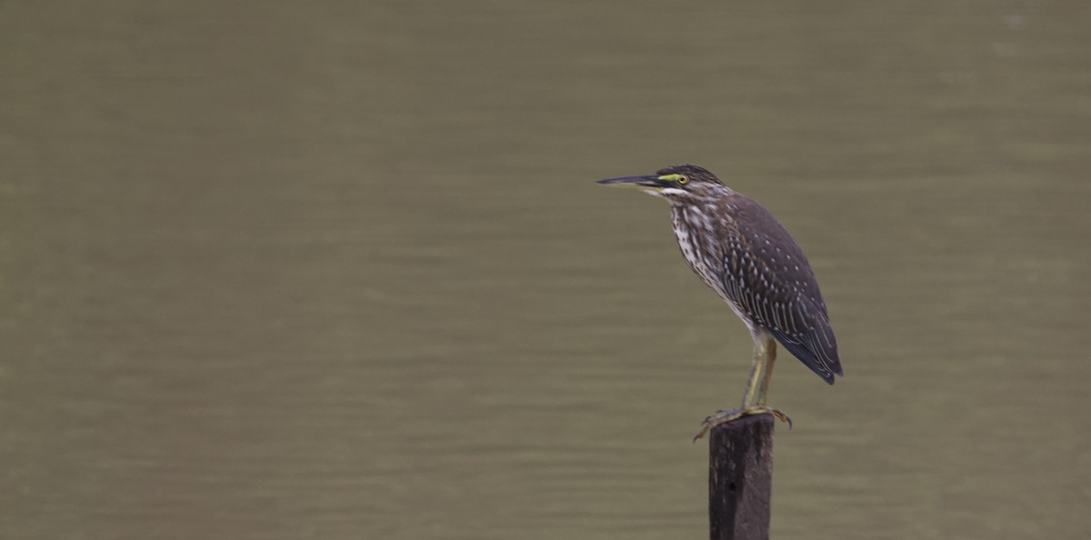 Striated Heron - ML573880581