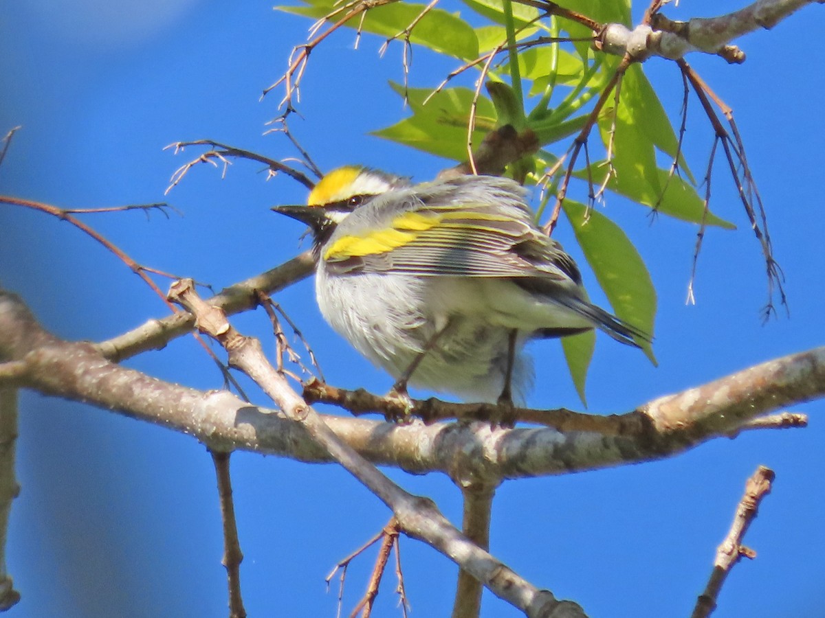 Golden-winged Warbler - Mark D. Read