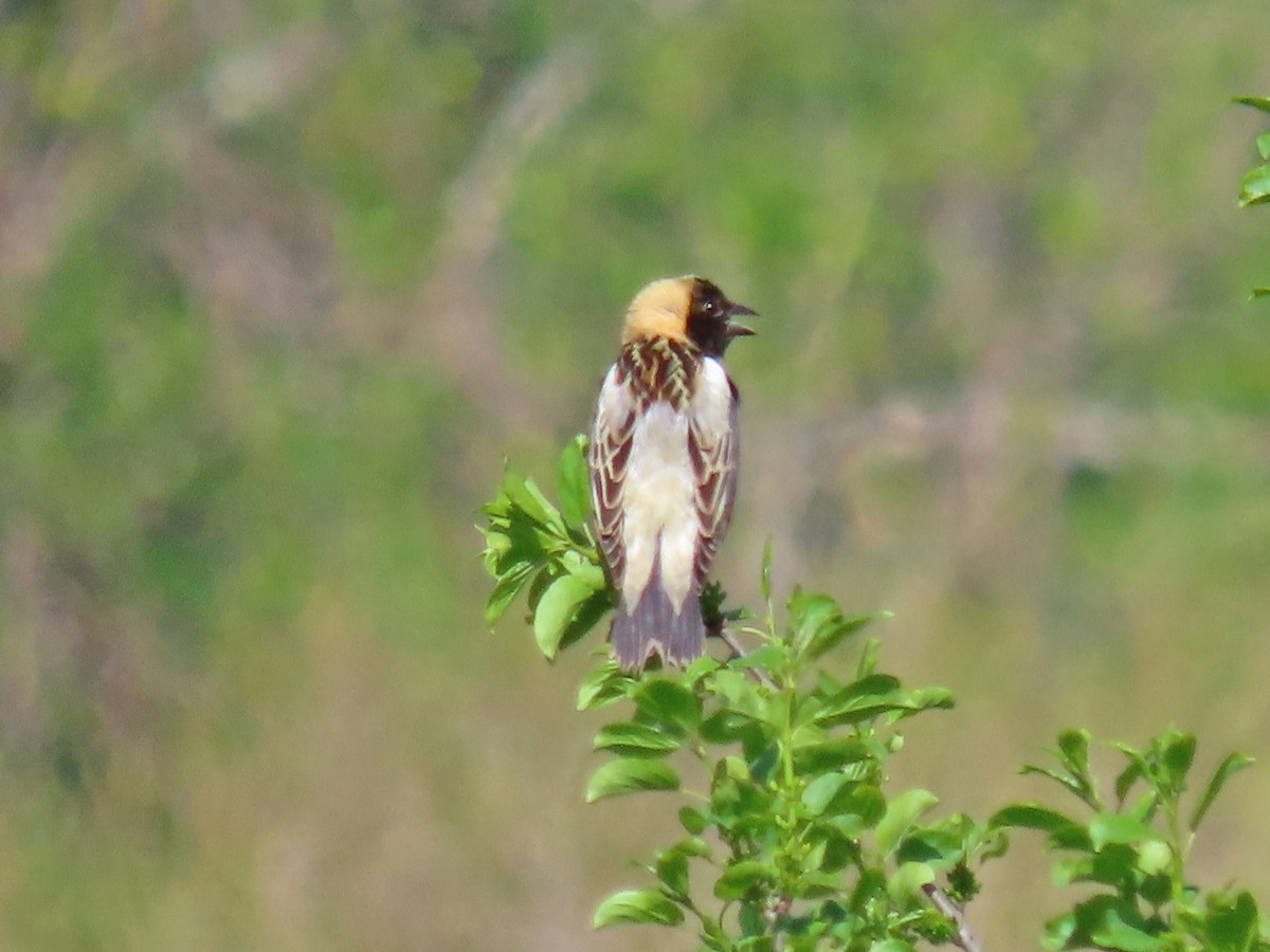 bobolink americký - ML573880991