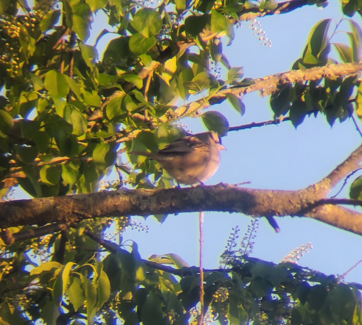 White-crowned Sparrow (Dark-lored) - Scott Wilson