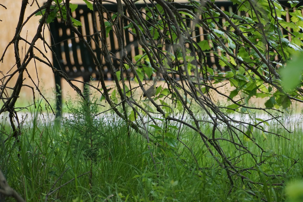 Common Yellowthroat - ML573881841