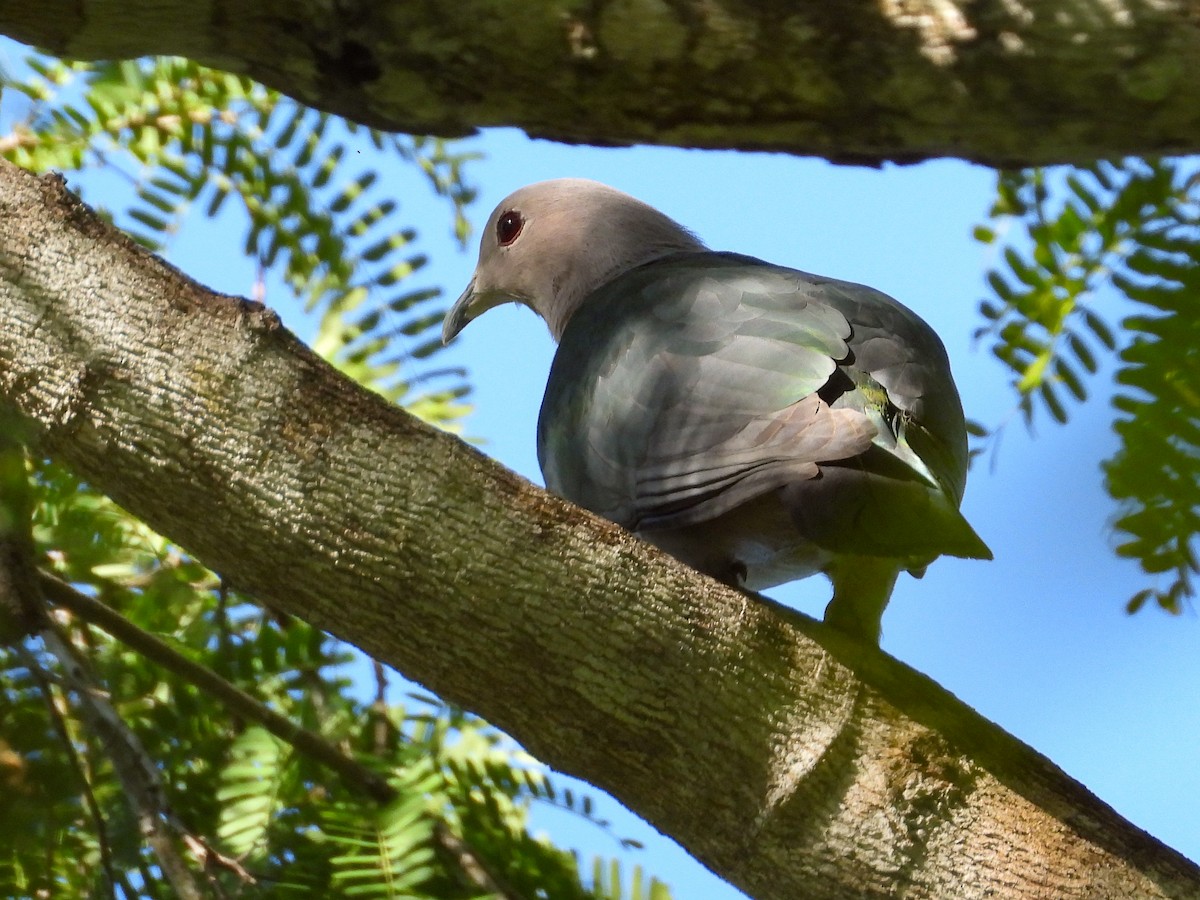 Green Imperial-Pigeon - Thomas Schultz