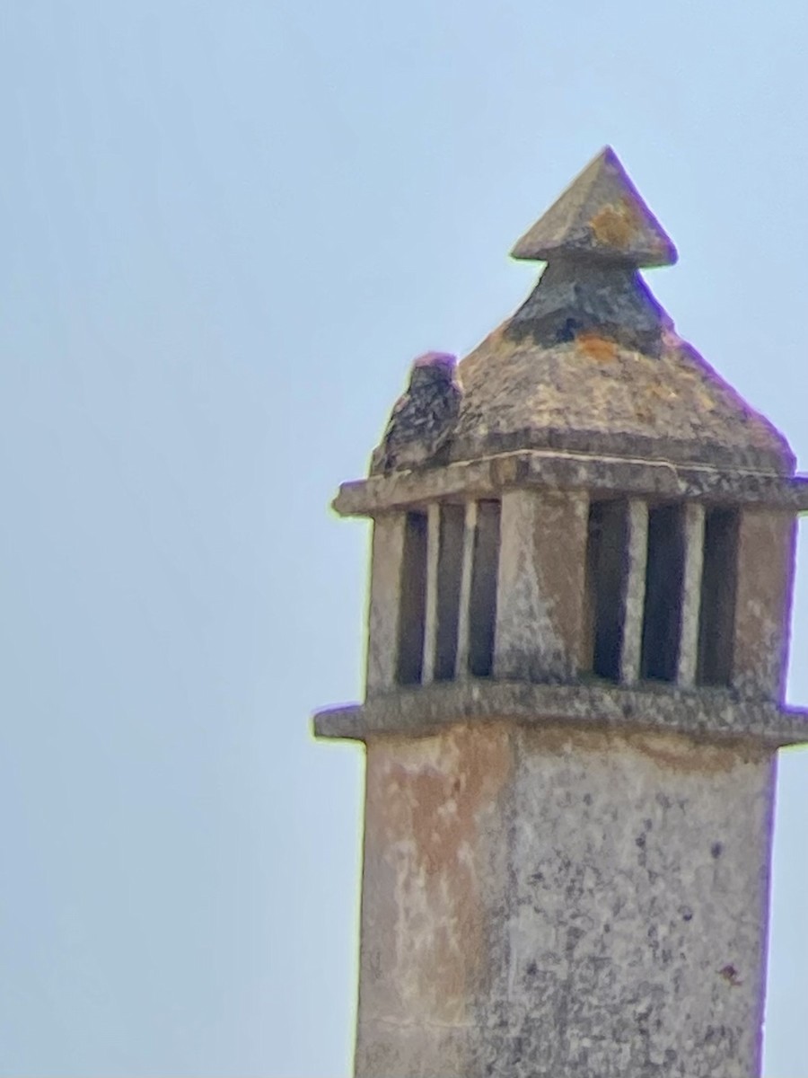 Хотны бүгээхэй - ML573885171
