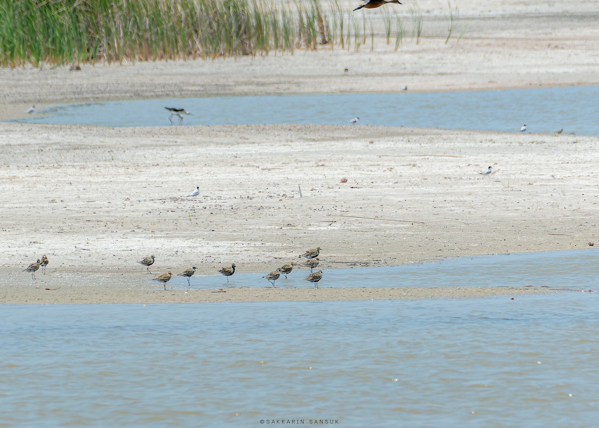 Pacific Golden-Plover - Sakkarin Sansuk