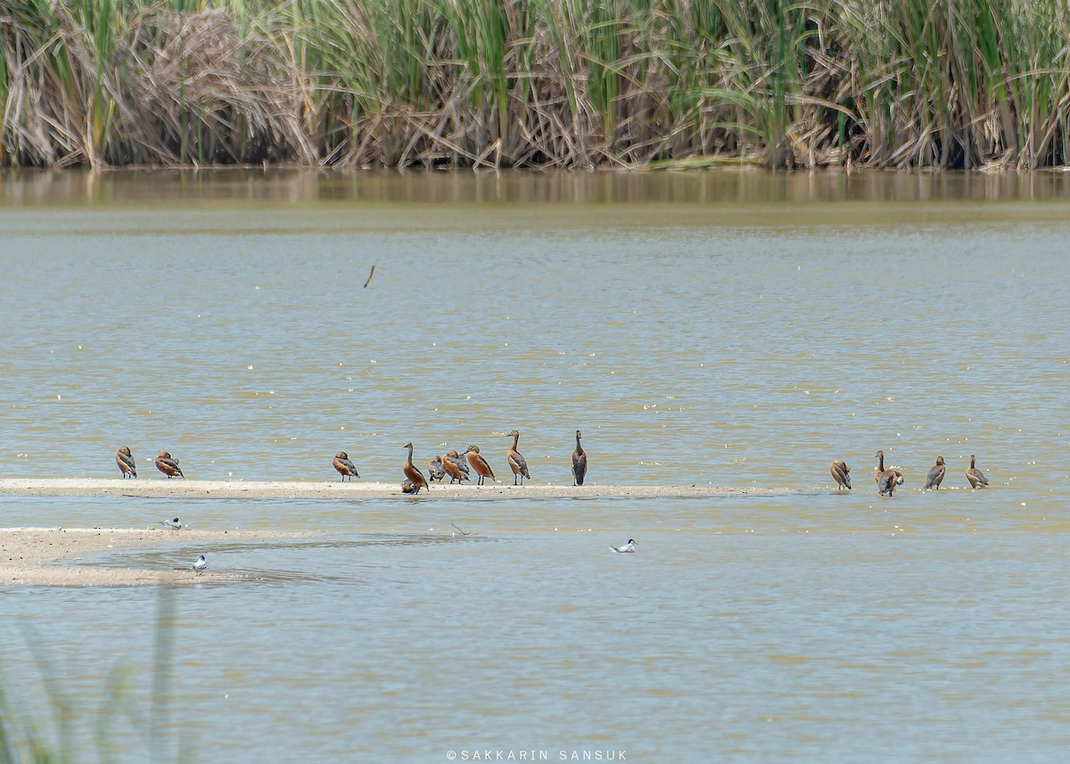 Lesser Whistling-Duck - ML573885391