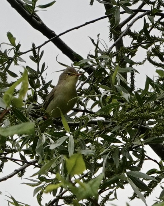 Icterine Warbler - ML573885931