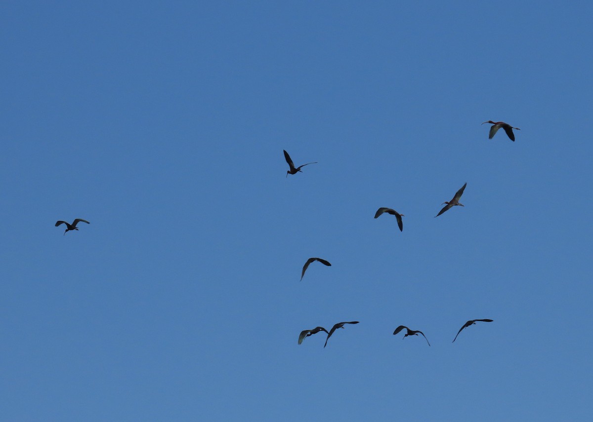 Glossy Ibis - ML573886131