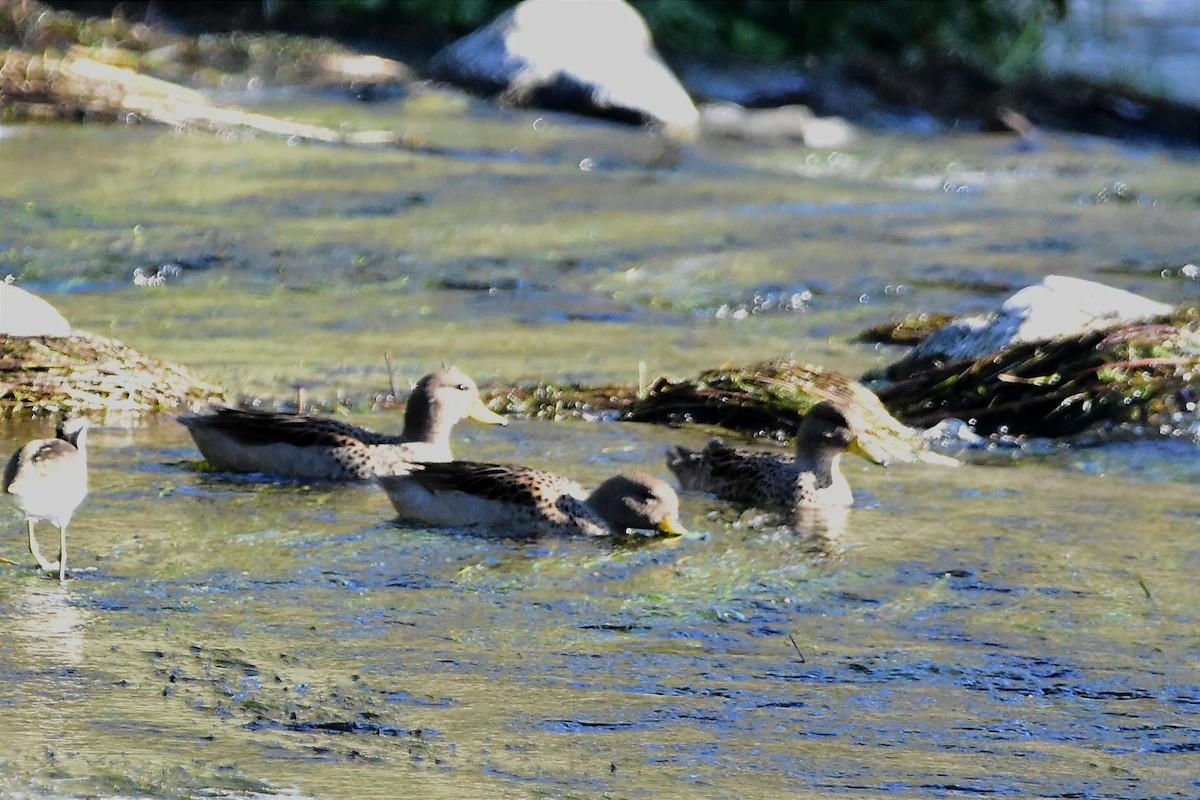 Yellow-billed Teal - Juan Bardier