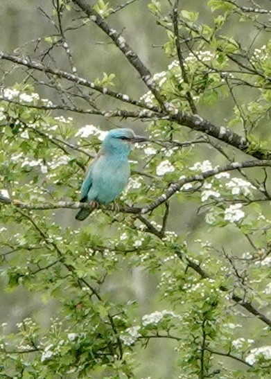 European Roller - ML573886231