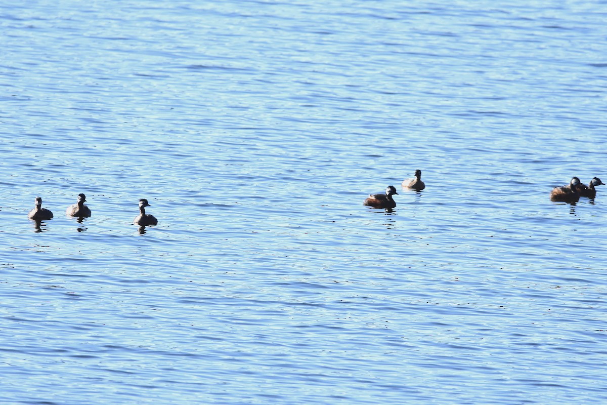 White-tufted Grebe - Juan Bardier