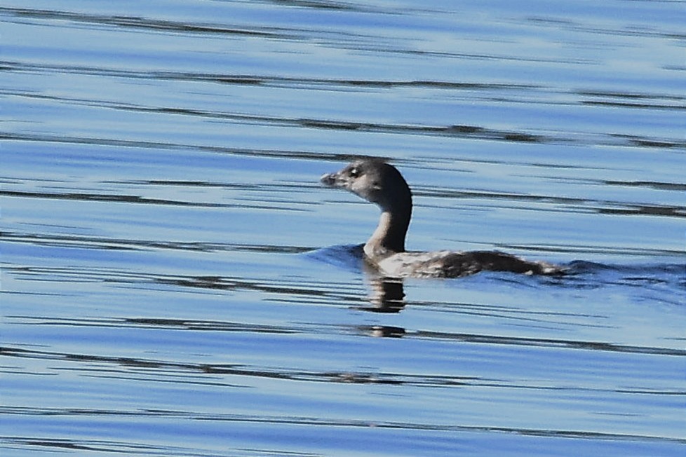 Pied-billed Grebe - Juan Bardier