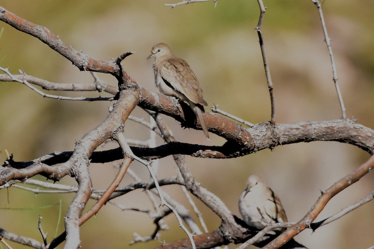 Picui Ground Dove - Juan Bardier