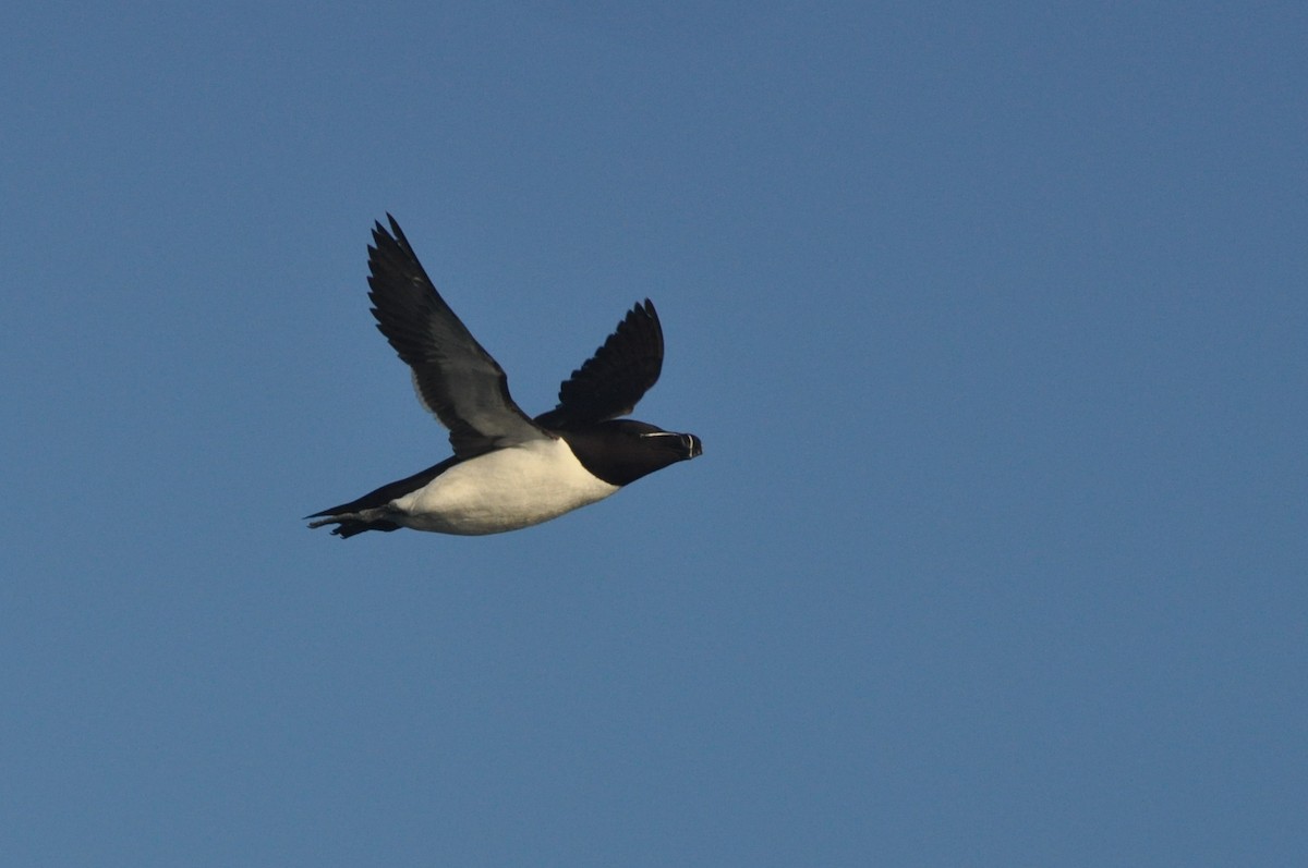 Razorbill - Kalle Rainio