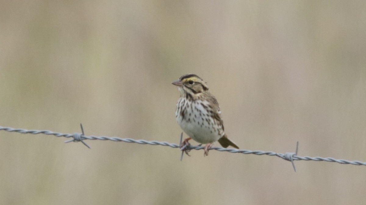 Savannah Sparrow - ML57388701