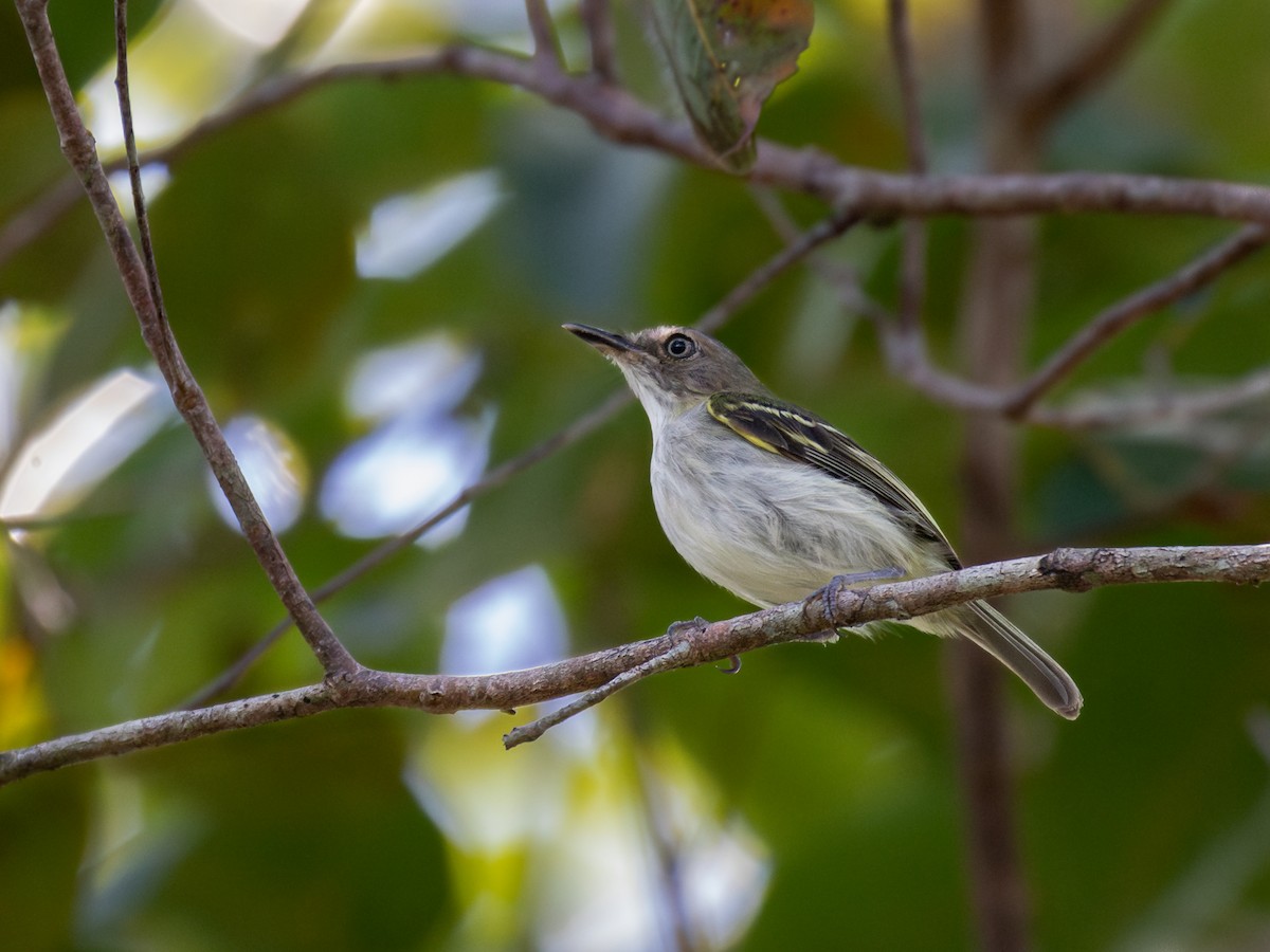 Buff-cheeked Tody-Flycatcher - ML573887271