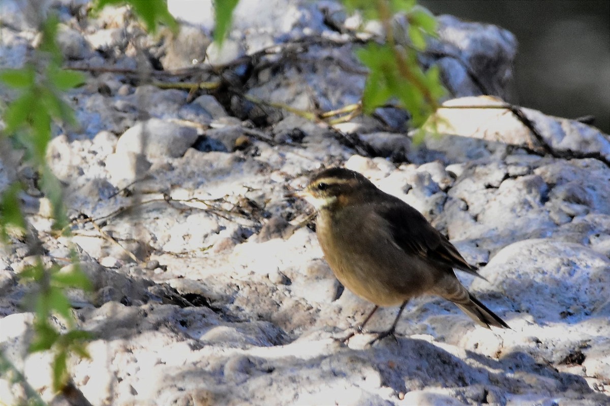 Buff-winged Cinclodes - Juan Bardier