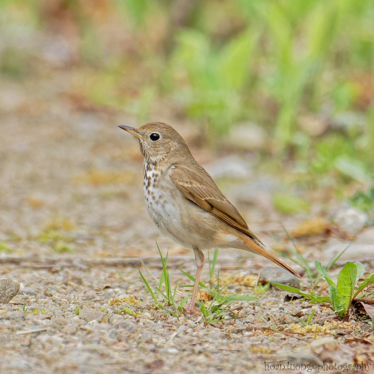 Hermit Thrush - ML573887981