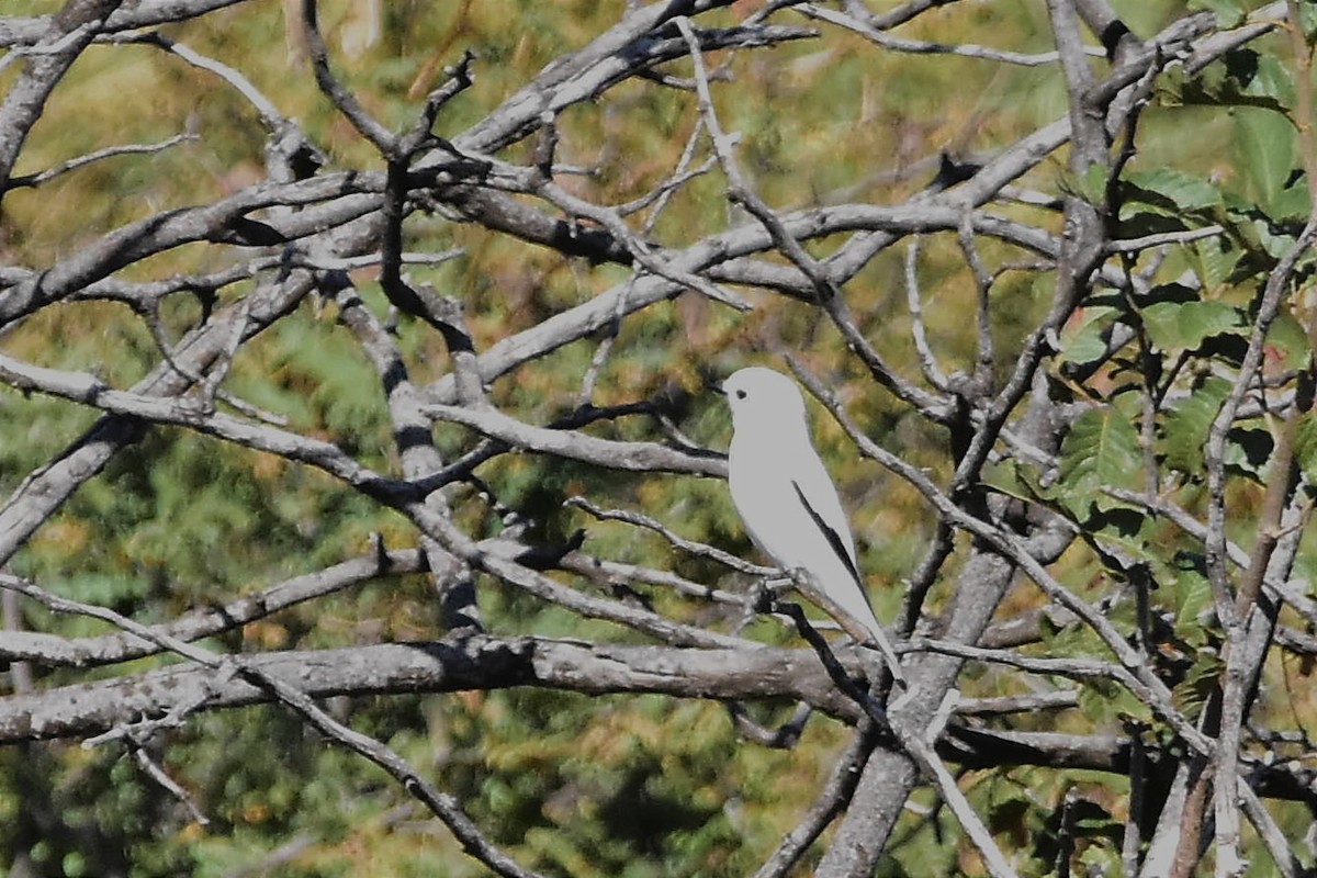 White Monjita - Juan Bardier