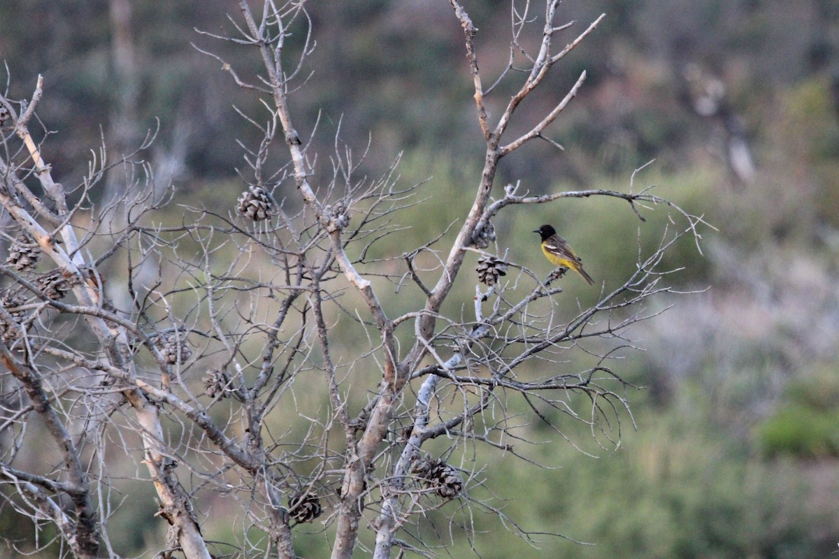 Oriole jaune-verdâtre - ML573888151