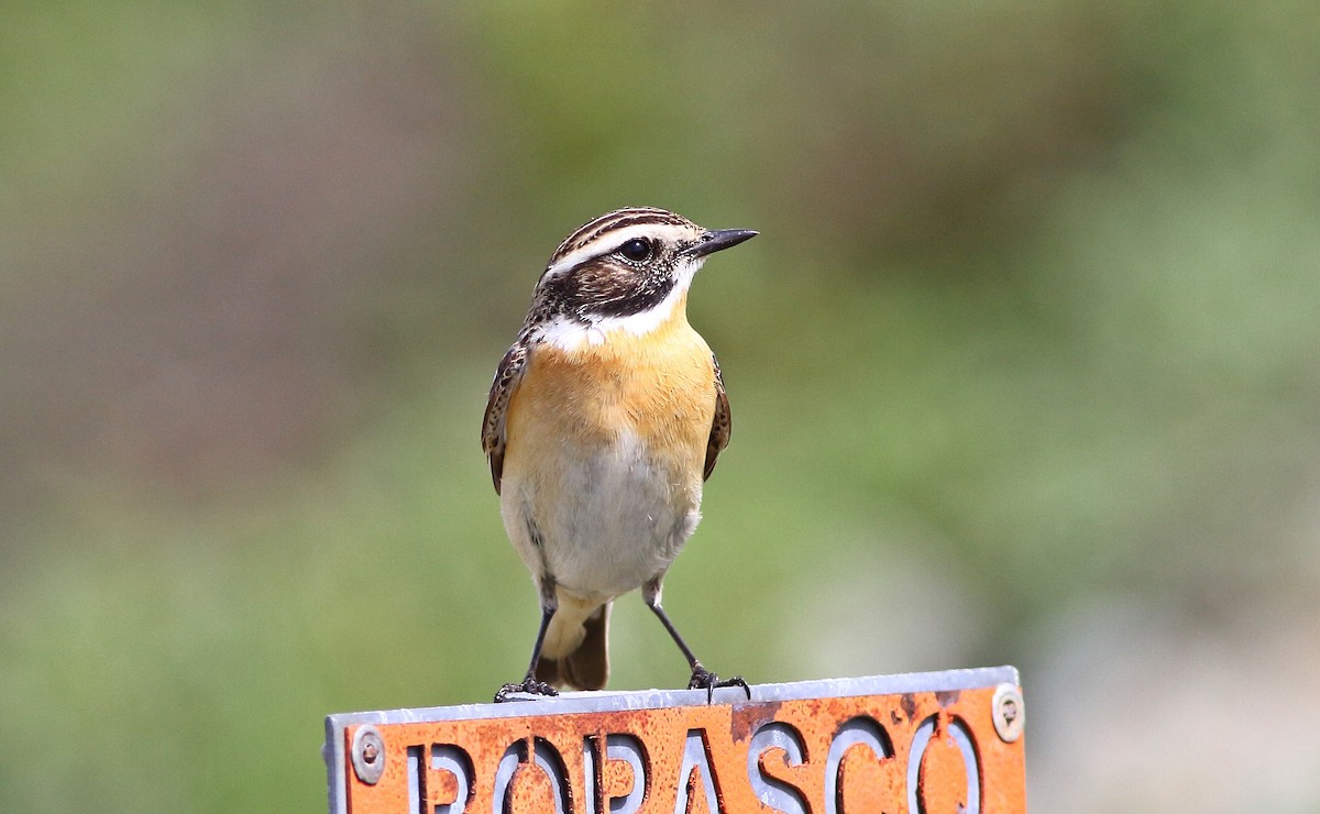 Whinchat - ML573888331