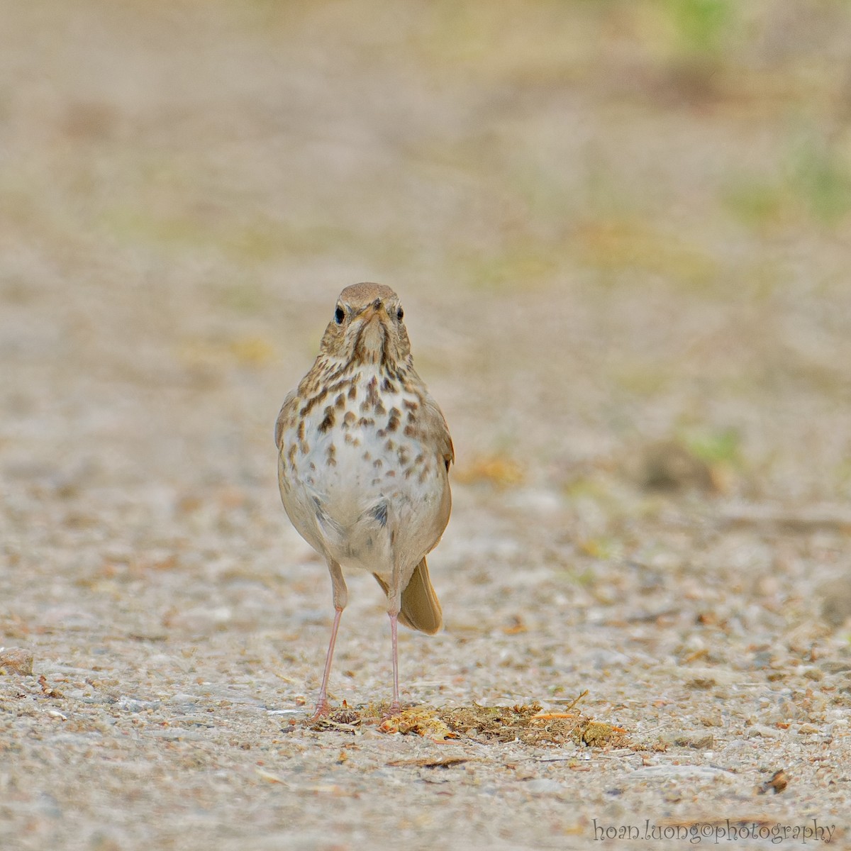 Hermit Thrush - ML573888551