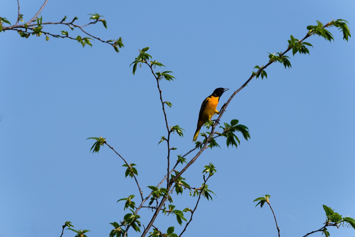 Baltimore Oriole - ML573888841